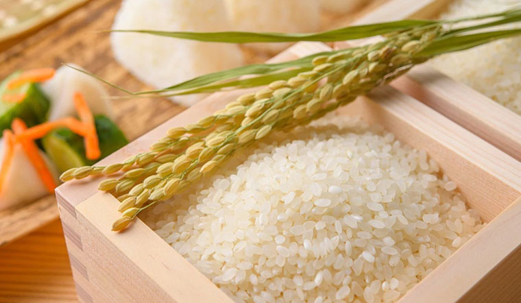 Phát triển vùng nguyên liệu gạo Japonica tại Việt Nam