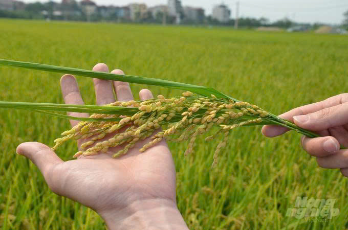 Xuất khẩu thành công 1.000 tấn gạo Japonica sang Nhật Bản